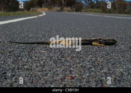 Comune Drago barbuto Pogona barbata riscaldamento su strada Foto Stock