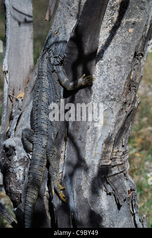 Comune Drago barbuto su albero Pogona barbata Canberra Foto Stock