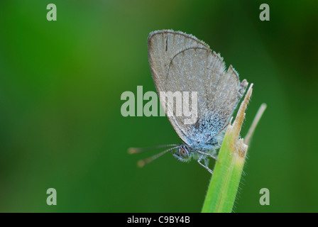 Erba comune Blue Butterfly Zizina labradus giardino Canberra Foto Stock