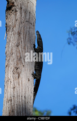 Monitor di pizzo Varanus varius rampicante Deua National Foto Stock