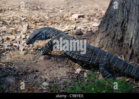 Monitor di pizzo Varanus varius Deua Parco Nazionale di nuovo Foto Stock