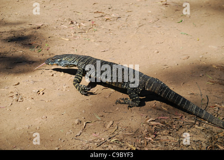 Monitor di pizzo Varanus varius linguetta visibile nazionale Deua Foto Stock