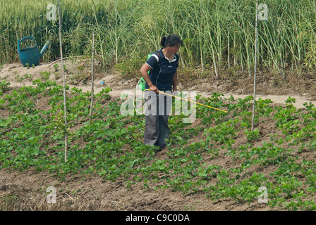 Cina, Jiangsu, Qidong, Femmina contadino con uno spruzzatore a zaino applicando insetticida su verdure essendo cresciuto Foto Stock