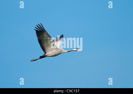 Europäischer Kranich , grus grus ,europeo Gru comuni Foto Stock