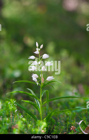 Schwertblättrige Waldvöglein, Cephalanthera longifolia, spada-lasciava Helleborine Foto Stock