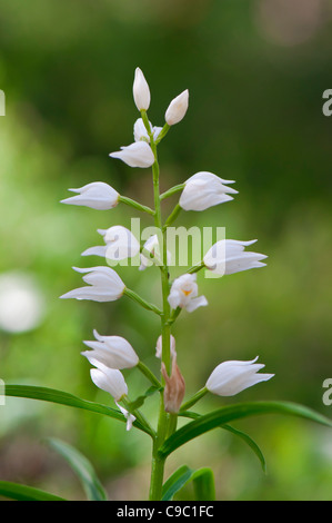 Schwertblättrige Waldvöglein, Cephalanthera longifolia, spada-lasciava Helleborine Foto Stock