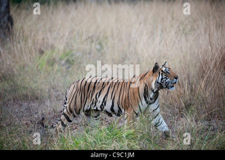 Royal tigre del Bengala Panthera tigris Parco Nazionale di Kanha India Foto Stock