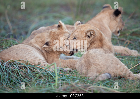 Lion cubs giocando Panthera leo Botswana Foto Stock