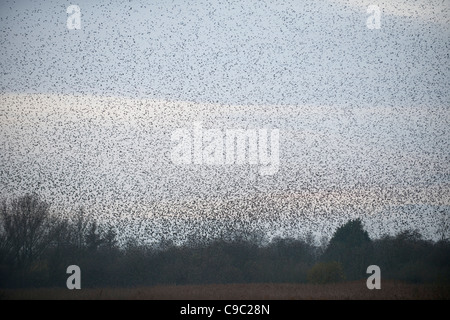 Stormo di storni REGNO UNITO Foto Stock