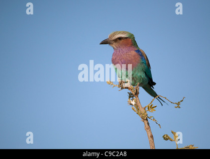 Lilla rullo contraffacciate seduto su un pesce persico Coracius caudatus Bot Foto Stock