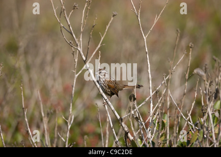 Song Sparrow (Melospiza melodia cooperi) Foto Stock