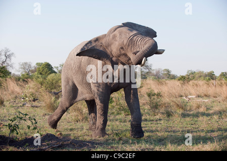 Arrabbiato elephant Loxodonta africana Botswana Foto Stock