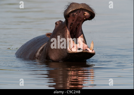 Hippo minaccia di Hippopotamus amphibius Botswana Foto Stock