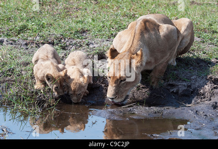 I Lions di bere lion Panthera leo Botswana Foto Stock