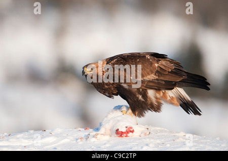 Golden Eagle e lepri artiche Norvegia Foto Stock