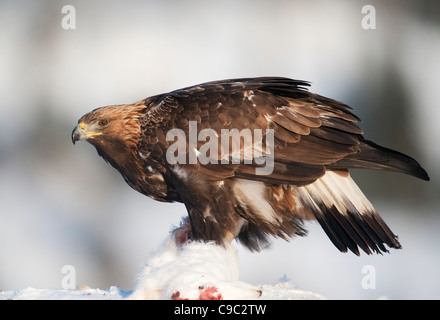 Golden Eagle e lepri artiche Norvegia Foto Stock