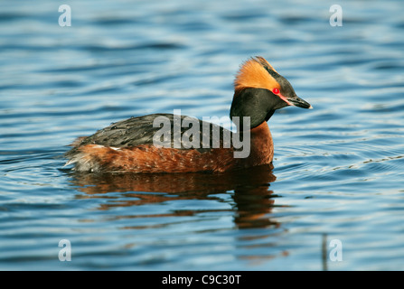 Svasso cornuto UK Foto Stock