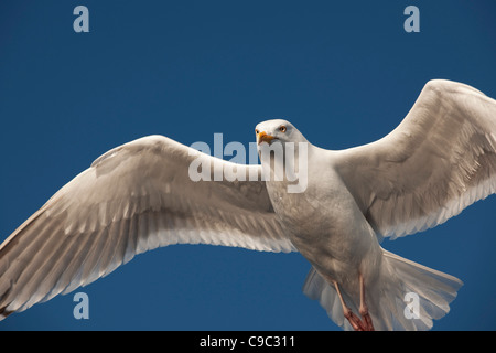 Aringa gabbiano in volo in Norvegia Foto Stock