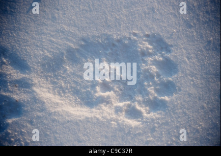 Polar Bear paw stampa neve in Canada Foto Stock