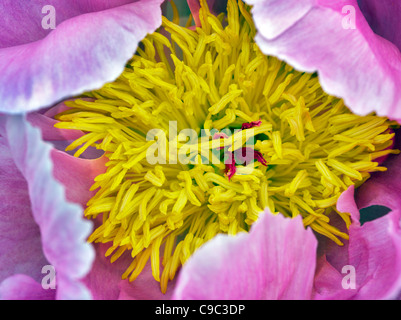 Unidentified peonia fiore Foto Stock