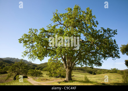 CALIFORNIA - quercia presso Paramount Ranch in Santa Monica Mountains National Recreation Area. Foto Stock