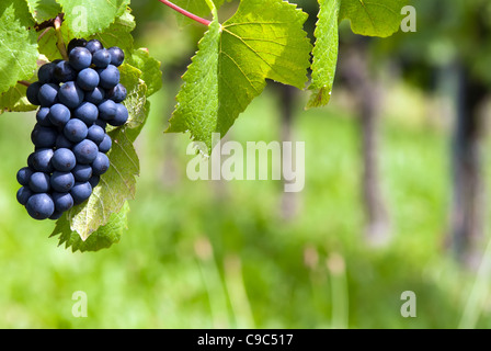 Grappolo di uva in un campo Foto Stock