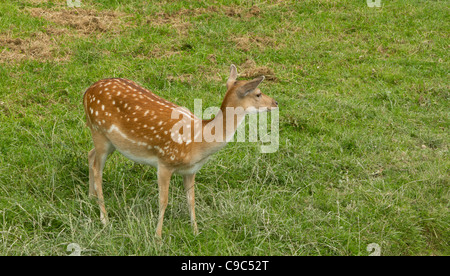 Femmina di Daino cercando di alert su prateria Foto Stock