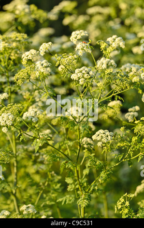 Il veleno la cicuta (conium maculatum) Foto Stock