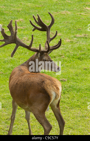 Captive Cervi presso British Centro faunistico Surrey UK nel mese di luglio con il velluto sui palchi Foto Stock