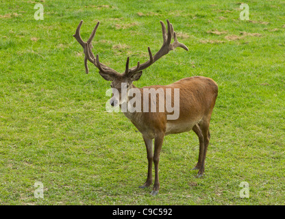 Captive Cervi presso British Centro faunistico Surrey UK nel mese di luglio con il velluto sui palchi Foto Stock