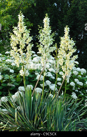 Spoonleaf yucca (yucca filamentosa 'schellenbaum') e albero ortensia (Hydrangea arborescens " grandiflora') Foto Stock