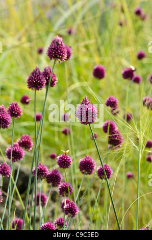 A testa tonda (porro allium sphaerocephalon) Foto Stock