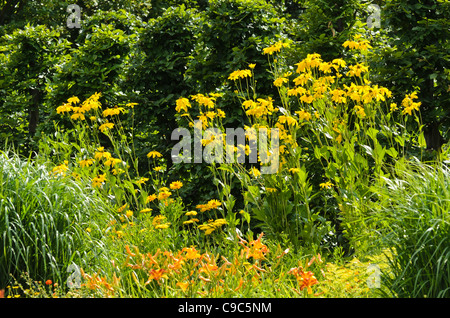 Cono lucido fiore (rudbeckia nitida 'juligold') Foto Stock