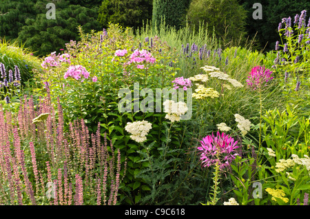 Fiore di ragno (tarenaya hassleriana syn. cleome hassleriana), yarrow (achillea), SALVIA (salvia) e phlox (phlox) Foto Stock