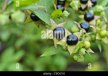 La mortale Nightshade (atropa bella-donna) Foto Stock