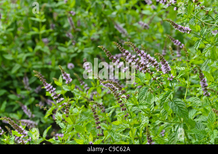 La MENTA PIPERITA (Mentha x piperita) Foto Stock