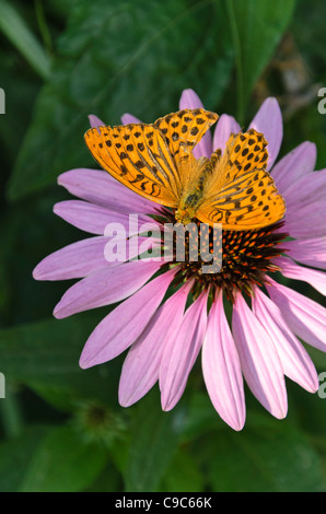 Argento-lavato fritillary (argynnis paphia) e cono viola fiore (echinacea purpurea) Foto Stock