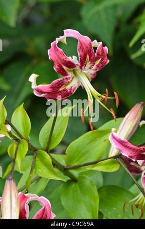 Oriental lily (lilium bellezza nera) Foto Stock