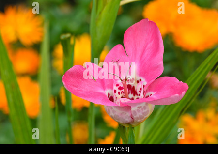 Fiore di Tiger (Tigridia pavonia) Foto Stock