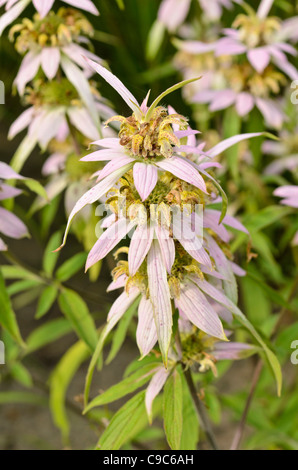 Avvistato bee balm (monarda punctata) Foto Stock