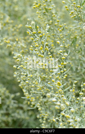 Grand assenzio (Artemisia absinthium) Foto Stock