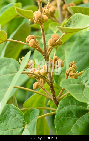 Foxglove tree (paulownia tomentosa) Foto Stock