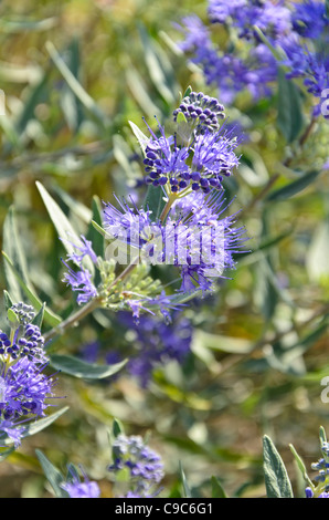 Barba blu (caryopteris x clandonensis) Foto Stock