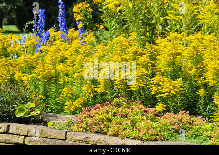 Oro (Solidago) Foto Stock