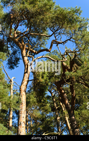 Di pino silvestre (Pinus sylvestris) Foto Stock
