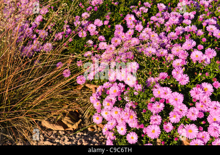 Prairie dropseed (sporobolus heterolepis) e folte Aster (Aster dumosus 'rosenwichtel') Foto Stock