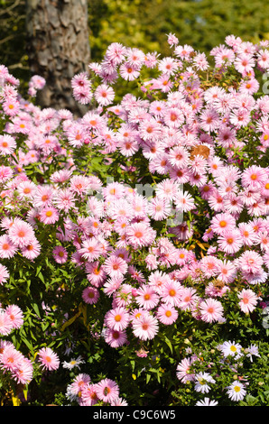 La nuova Inghilterra Aster (Aster novae-angliae 'rosa sieger') Foto Stock