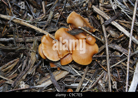 Il seduttore in crescita in campo in autunno. Worksop, Notts, Inghilterra Laccaria laccata Foto Stock