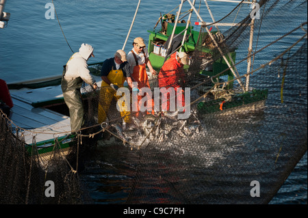 I pescatori su un salmone Reefnet barca da pesca haul una rete piena di salmone selvaggio del Pacifico nella viva attesa per una elevata qualità di cattura. Foto Stock