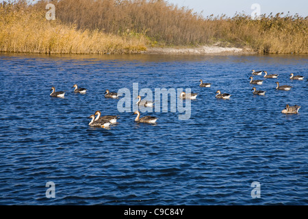 Un gregge di Wild Goose nuoto su un lago Foto Stock